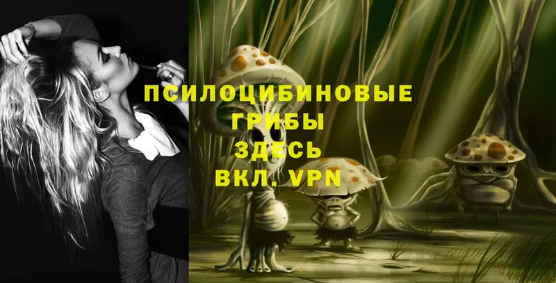 Псилоцибиновые грибы Psilocybe  наркота  Серафимович 